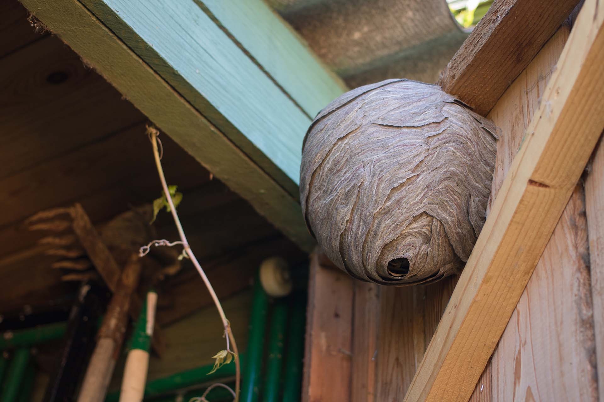 How to Spot Wasp Activity