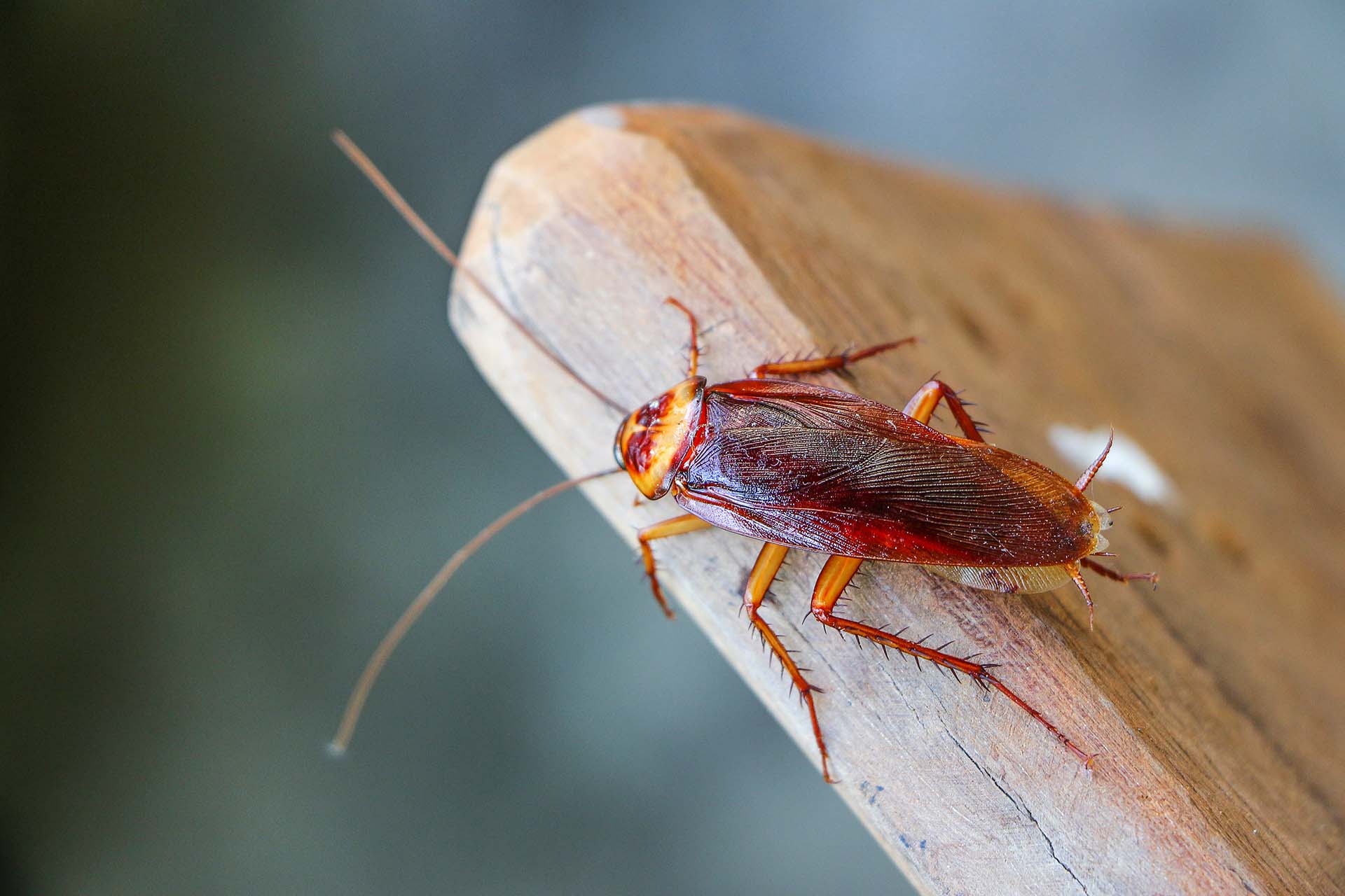 Cockroach Questions Answered