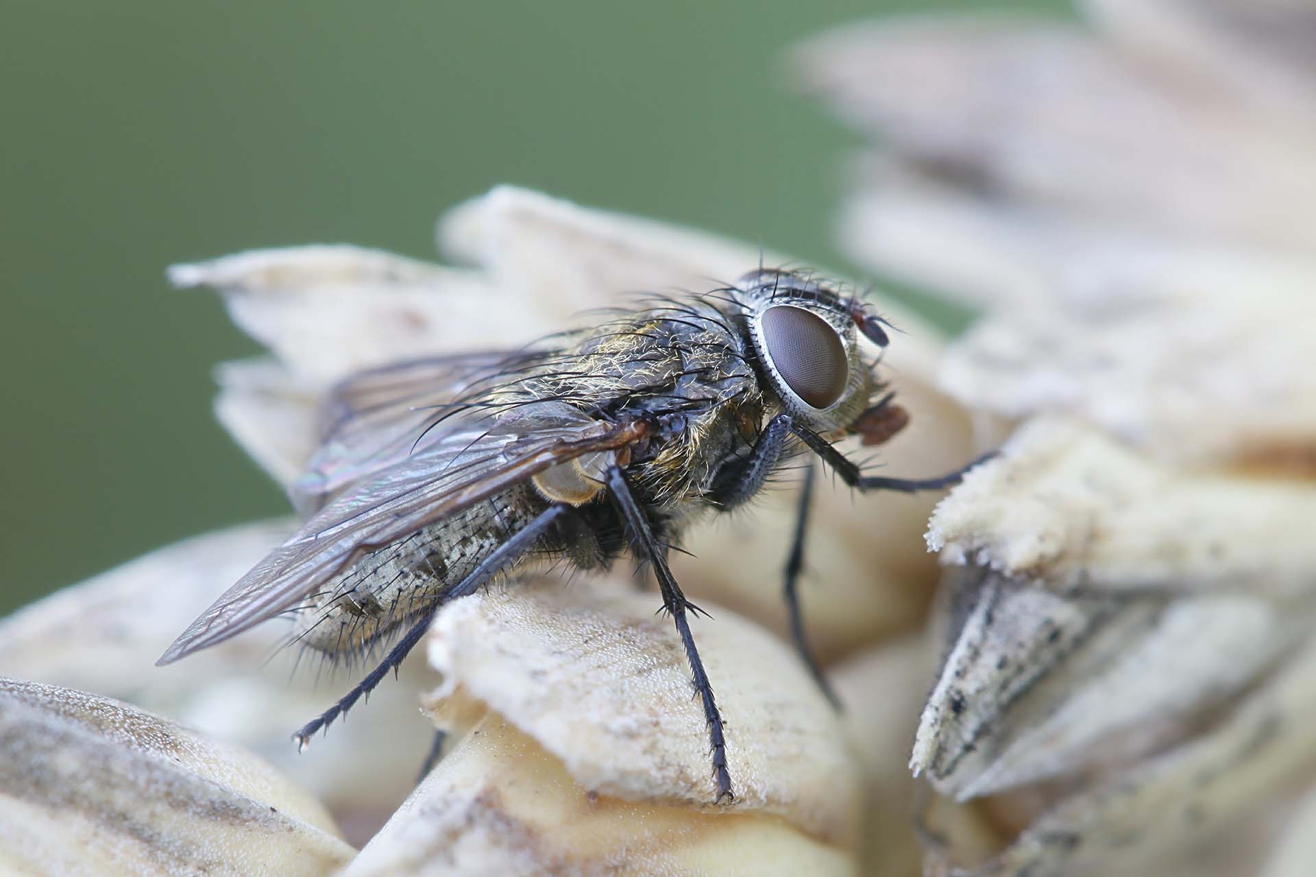 Cluster Flies Pest Control - this image shows a cluster fly perched on a flower