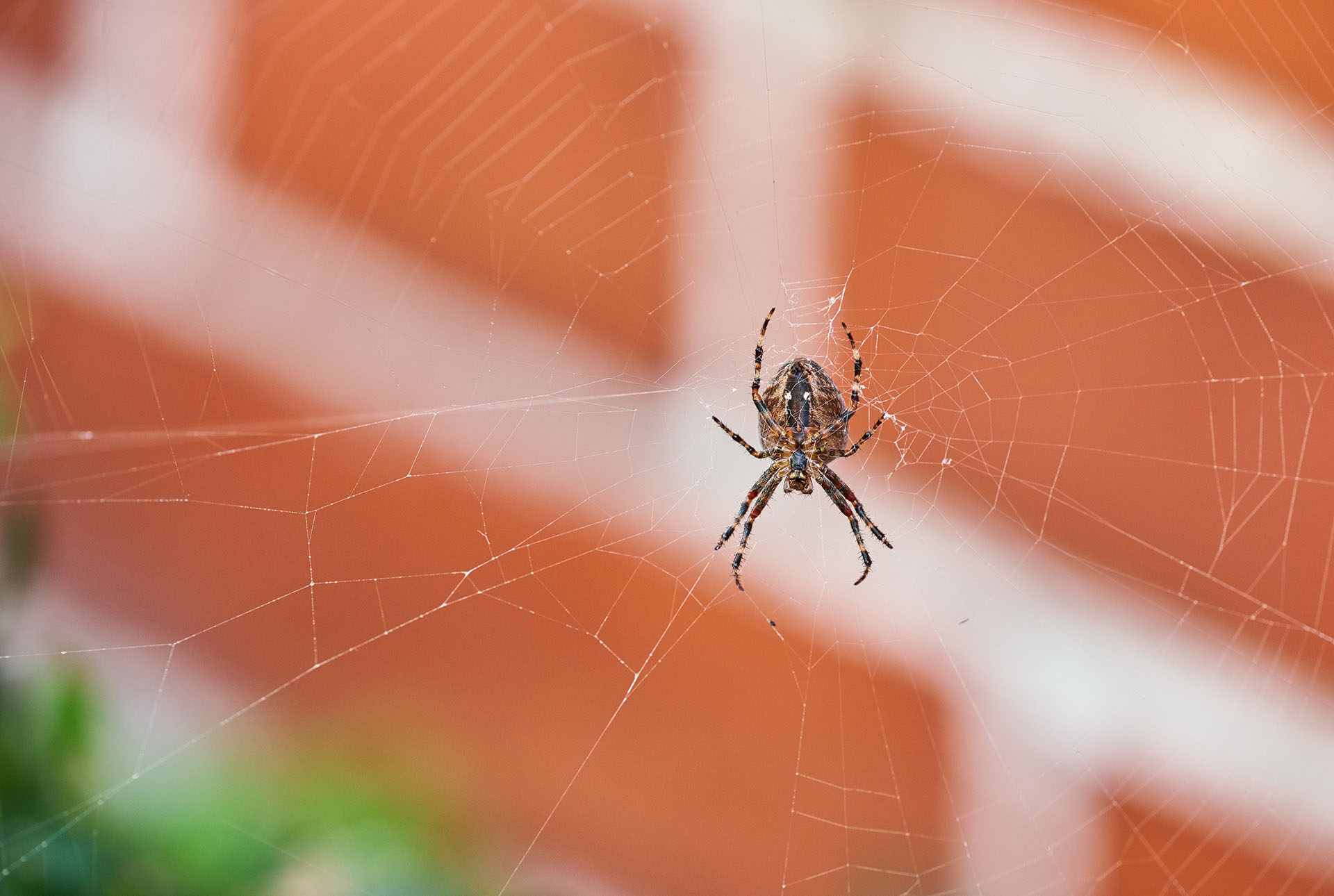 Pest Advice for Controlling Spiders - this image shows a cloase up of a spider in its web, the background shows a brick wall of a house