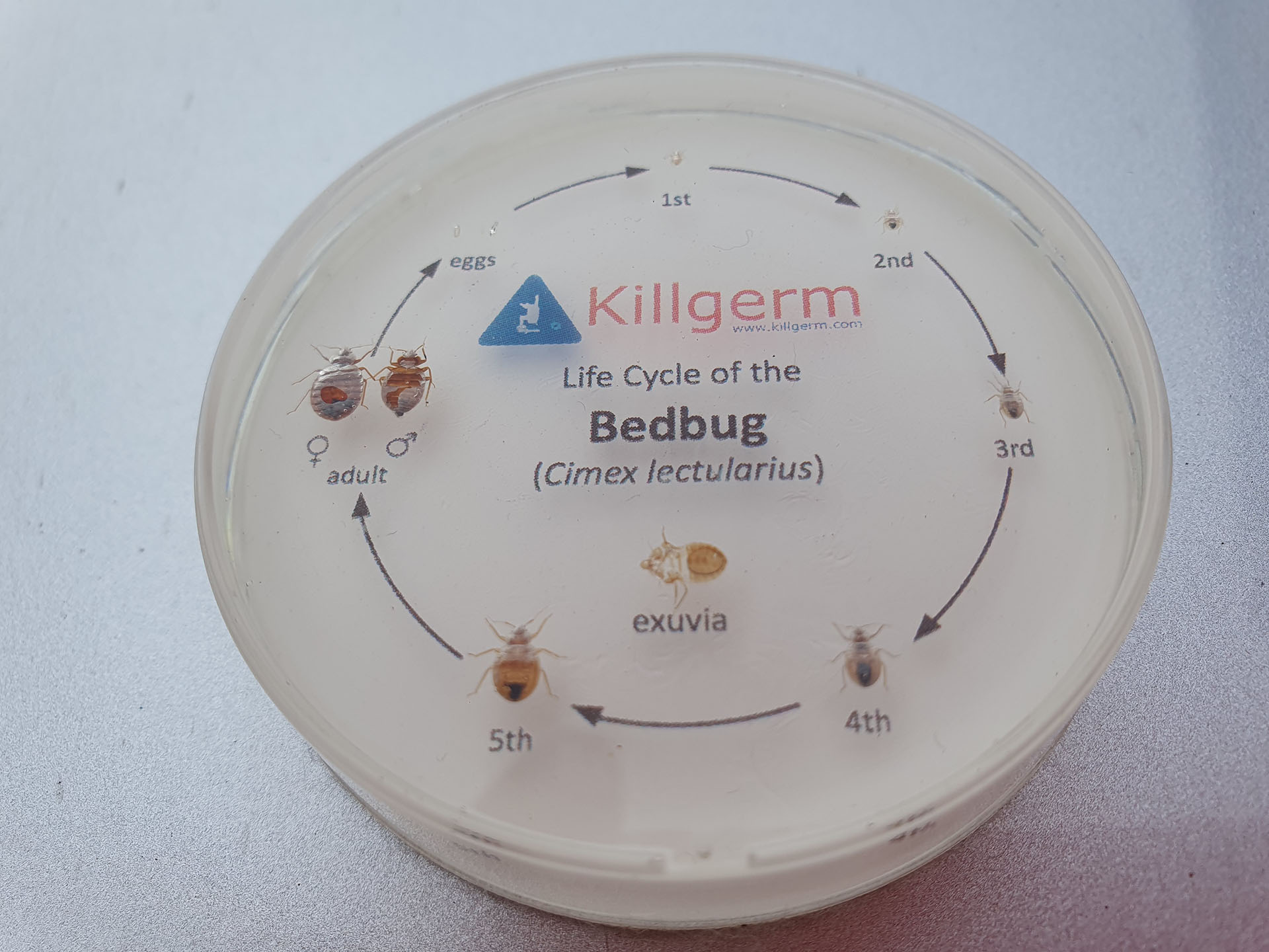 How to Check for Bedbugs