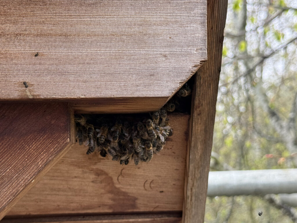 Bees With a View this image shows the bees accessing a gap in the milton keynes apartment wooden cladding