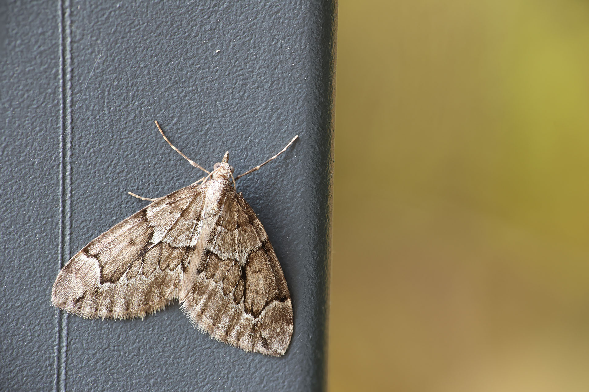 Moth Pest Control Services this image shows an adult moth on a widnow frame