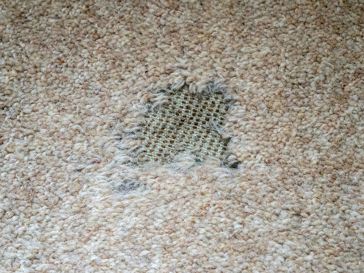 Moth Pest Control Services this image shows a carpet that has been eaten by moth larvae