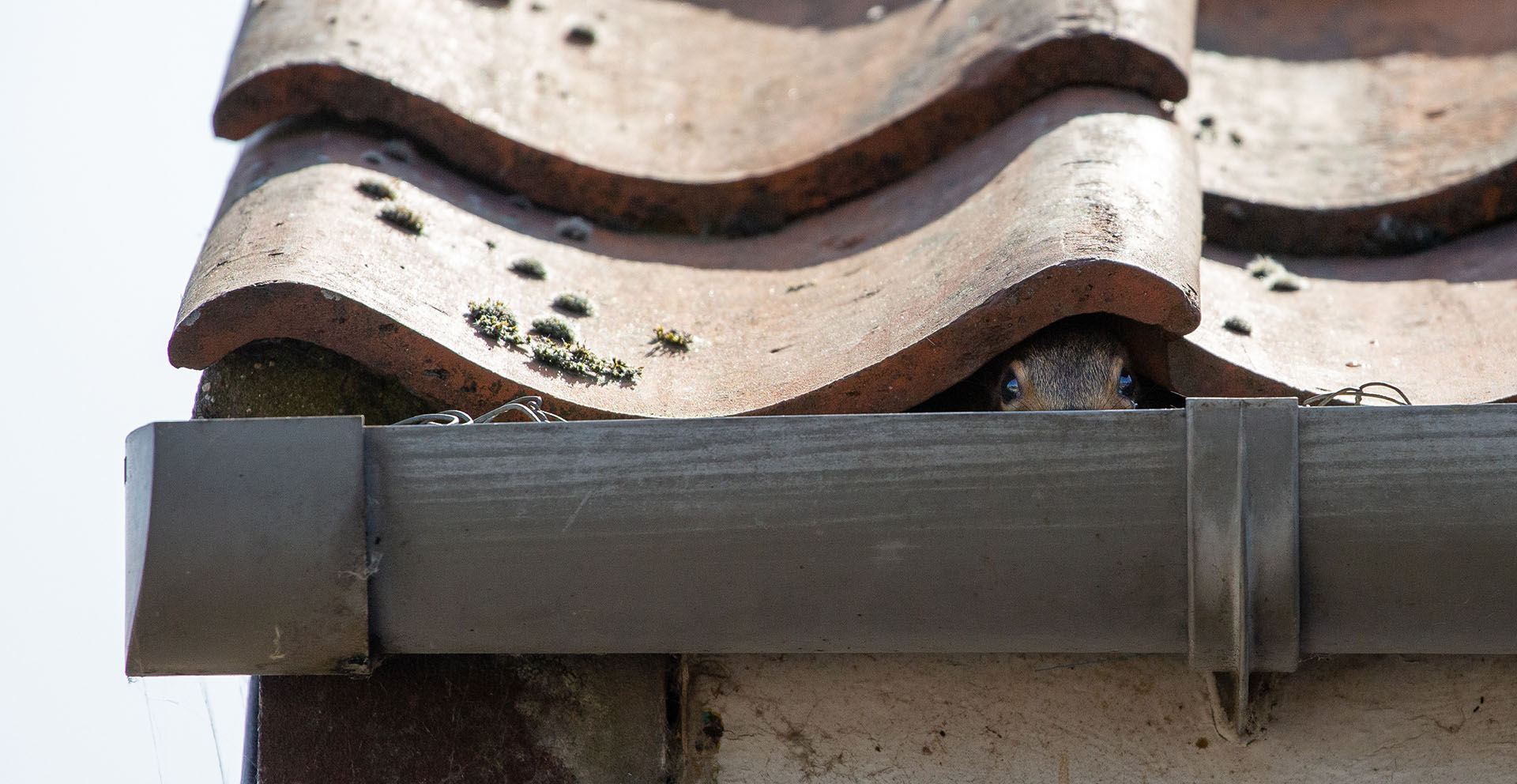 Squirrels in the Loft this image shows a squirrel looking out from under a roof tile