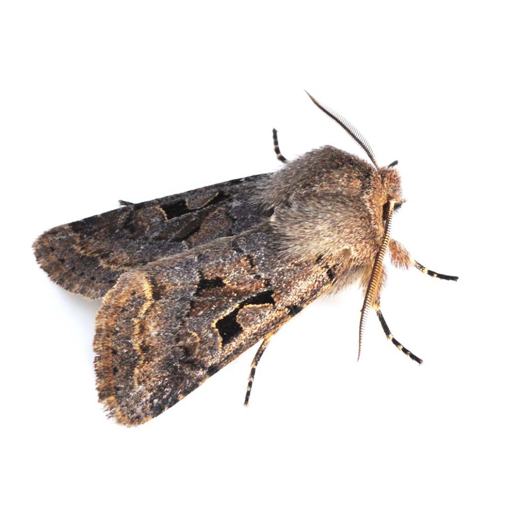 Moth Pest Control image shows a brown moth on a white background