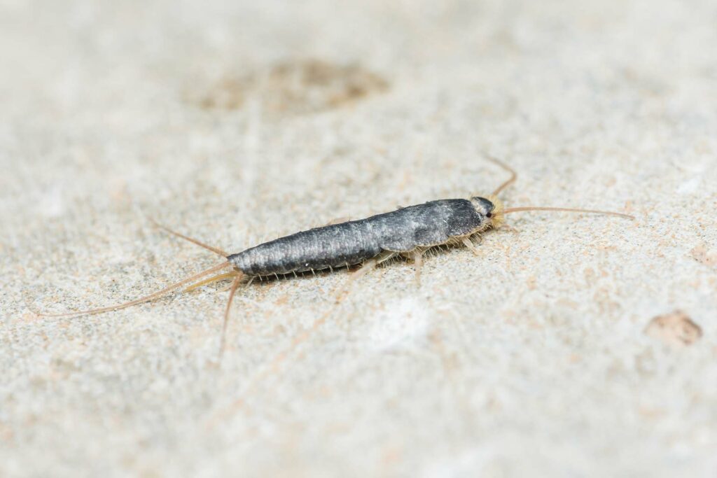 Silverfish Pest Control this image shows a silverfish on a paper background