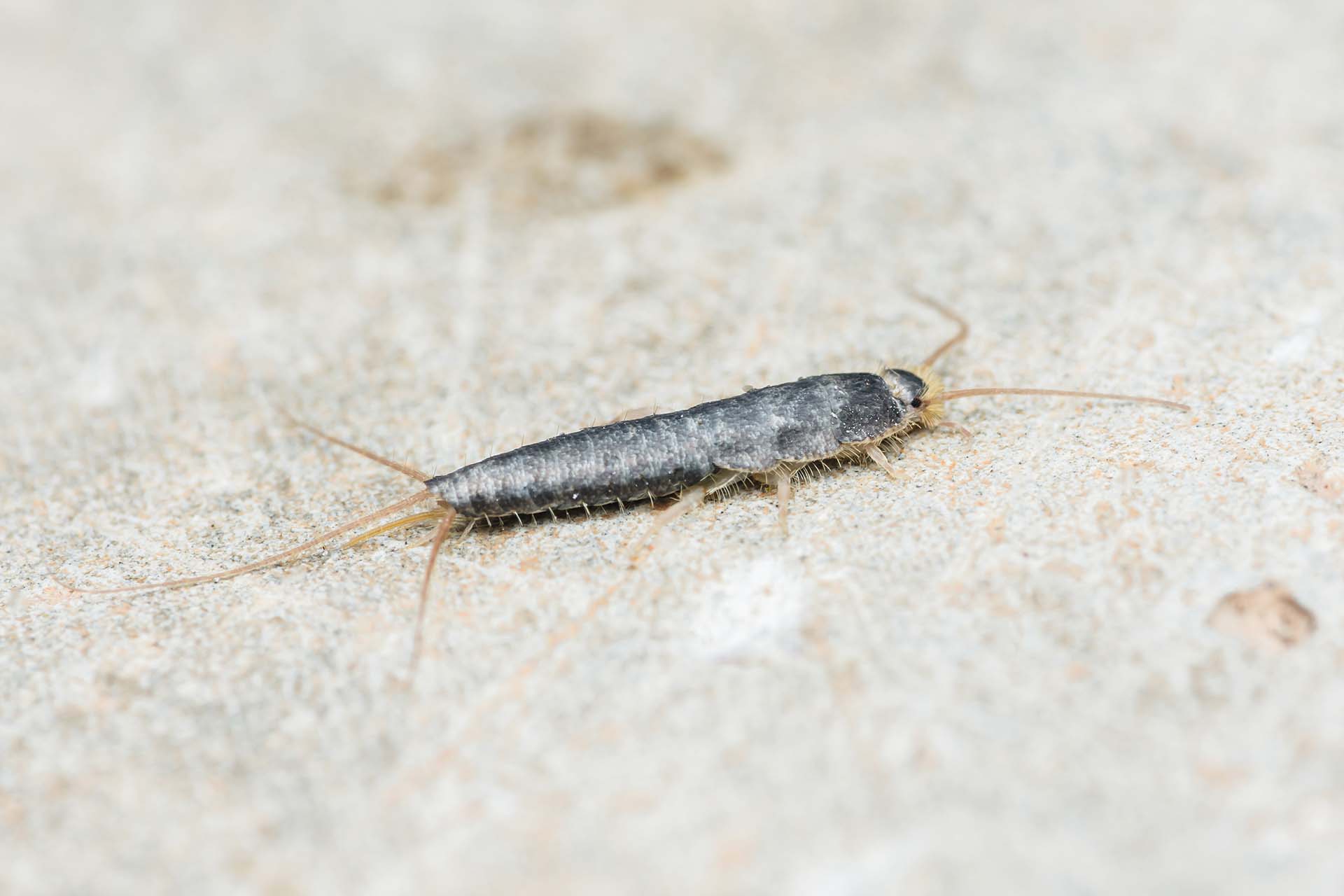 Silverfish Pest Control this image shows a silverfish on a paper background