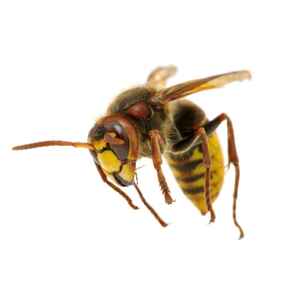 hornet pest control, this image show a hornet on a white background