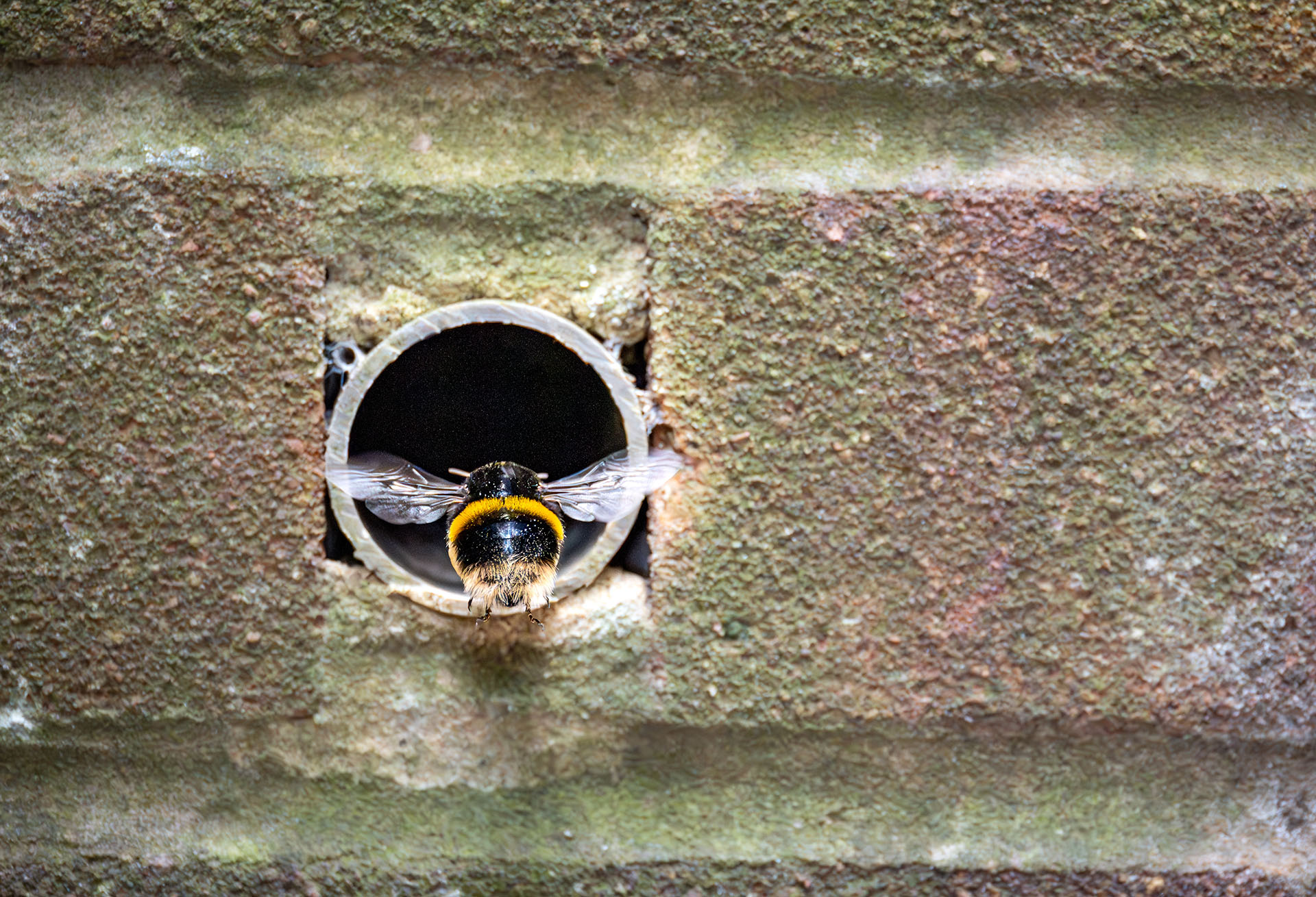 Bumble Bee Removal and Advice this image shows a bumble bee flying into a weep hole in a house