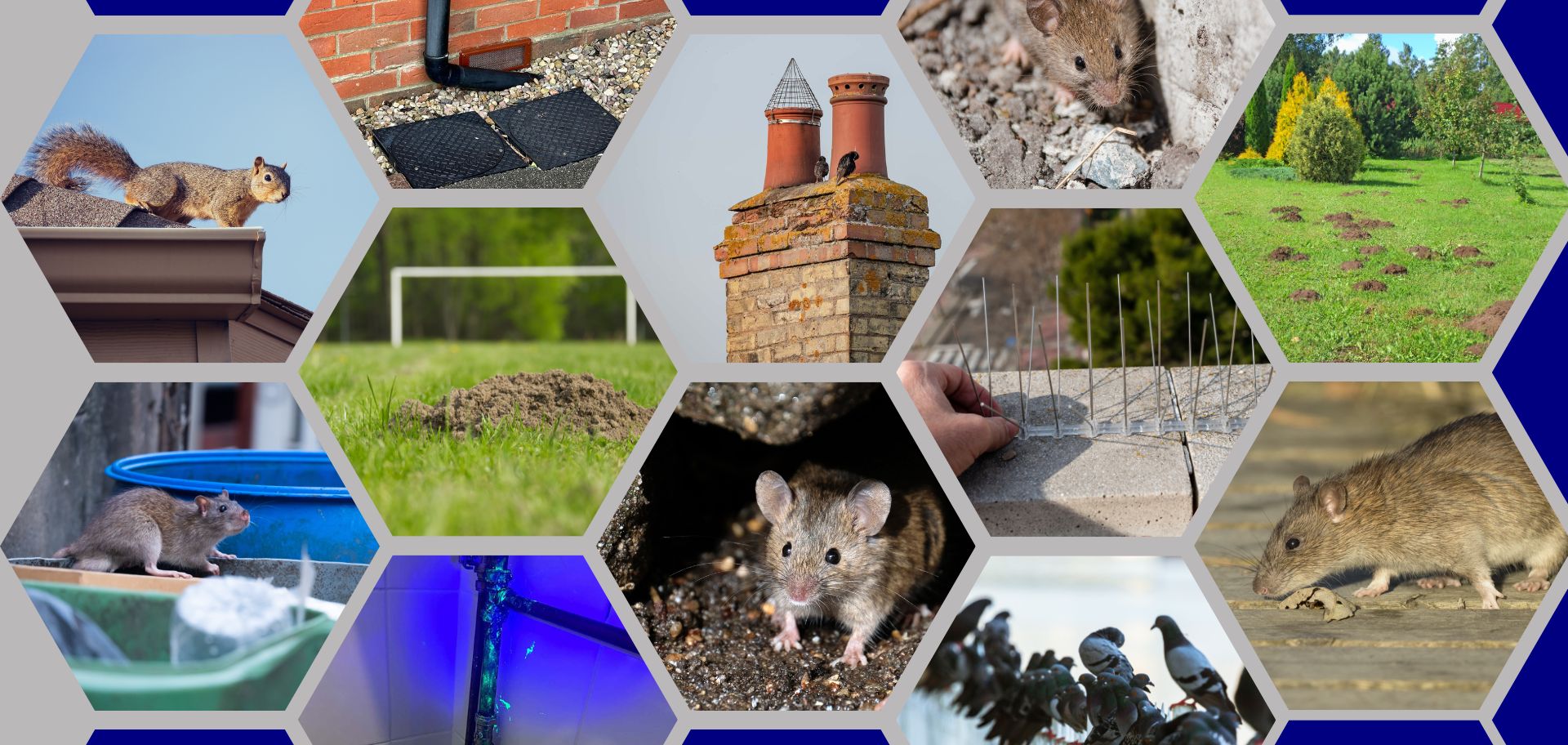 iX5 Pest Control services this graphic is made up of hexagonal shapes with all the pests we offer control services for.