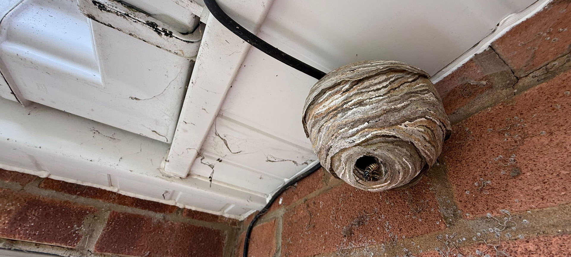 Wasp nest removal northampton