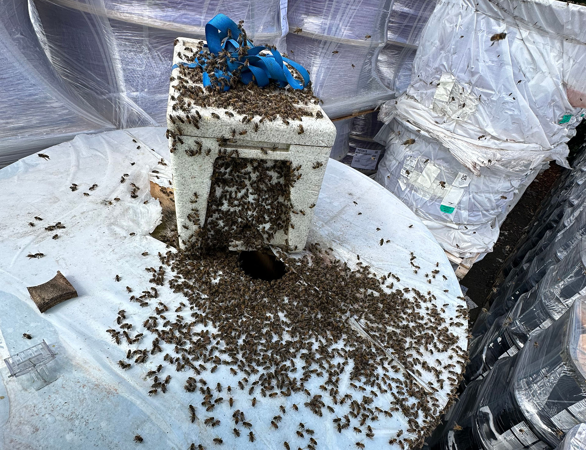 bee removal services, this image shows a temporary nuc