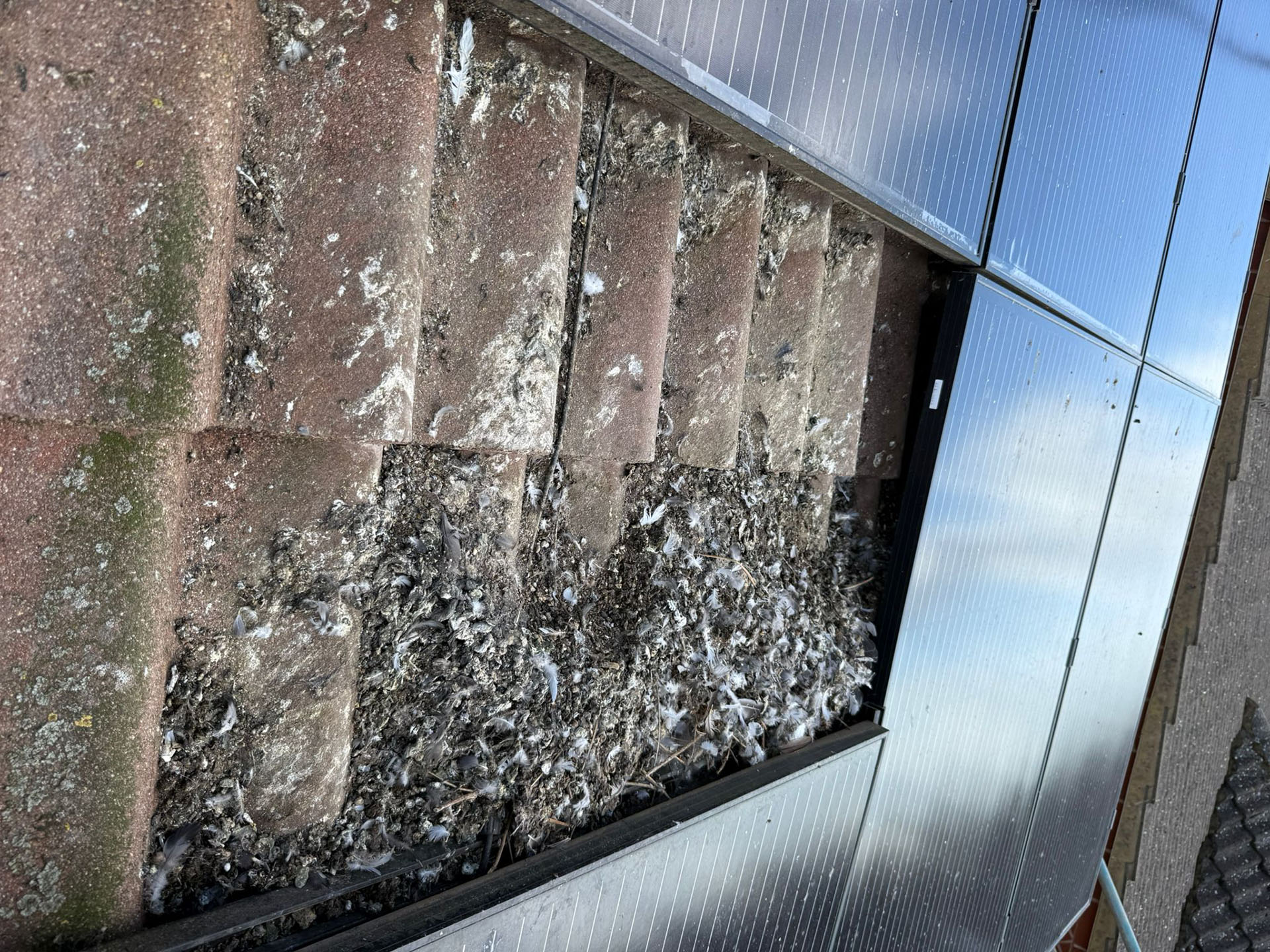 Solar Panel Bird Proofing - this image shows a roof with solar panels and a pile of pigeon guano and debris
