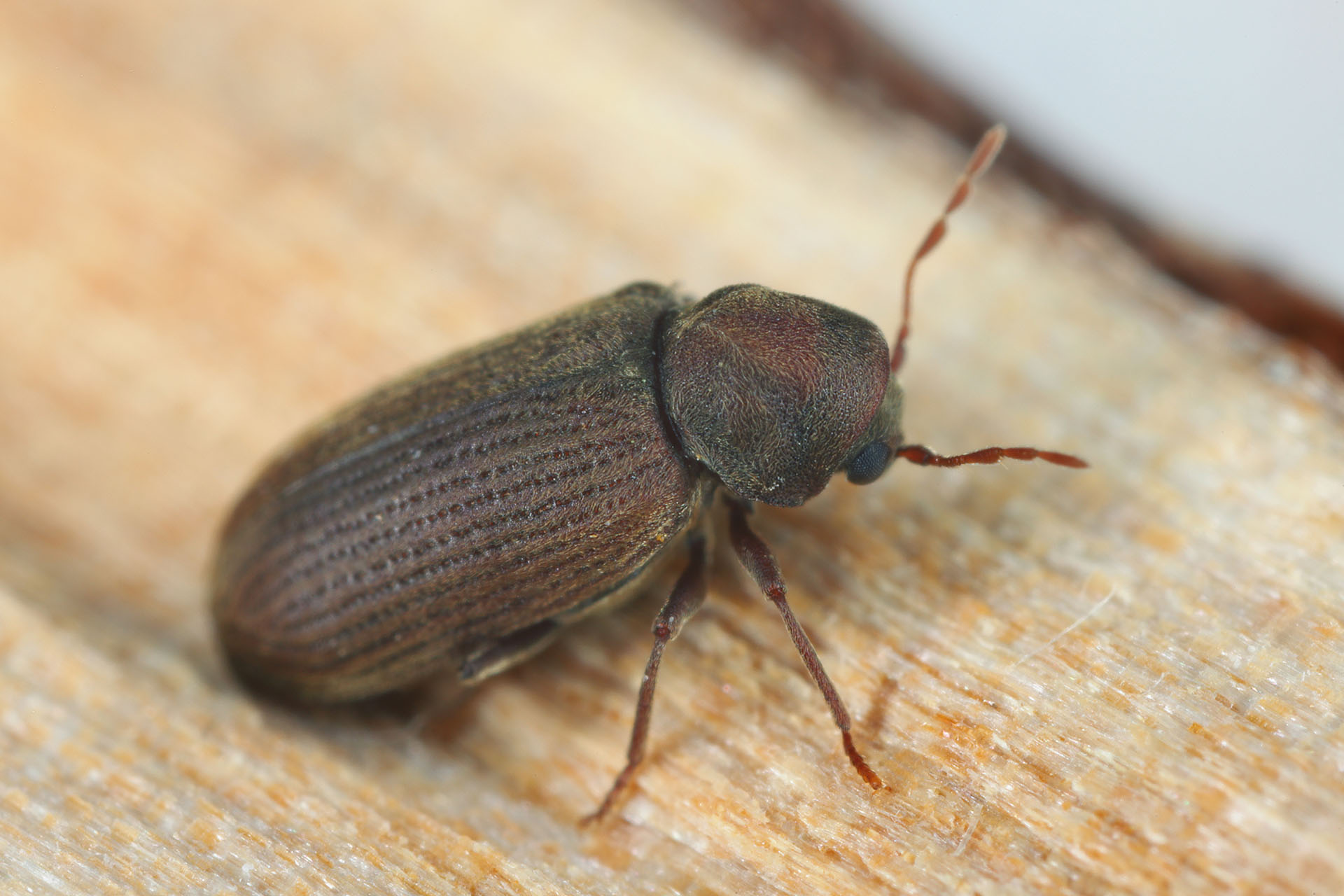 Woodworm Pest Control Services, this picture shows a wood boring beetle otherwise known as woodworm