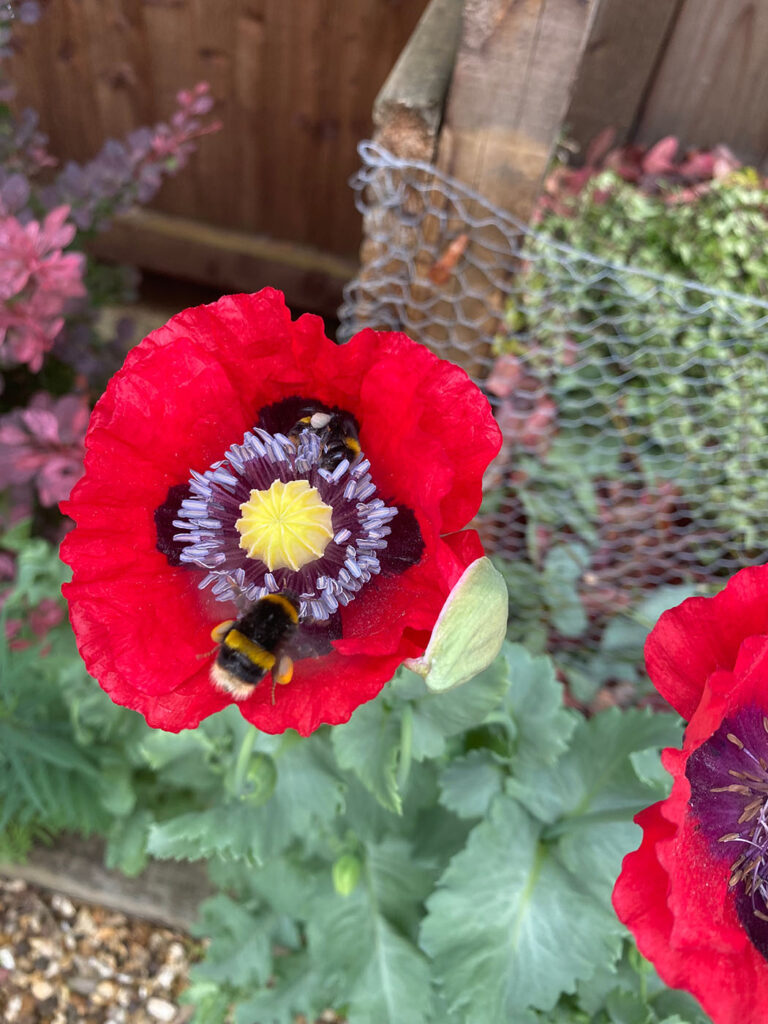 Bumble bees collecting pollen on red poppy flower in UK garden. What To Do If Bees Nest In Your Property