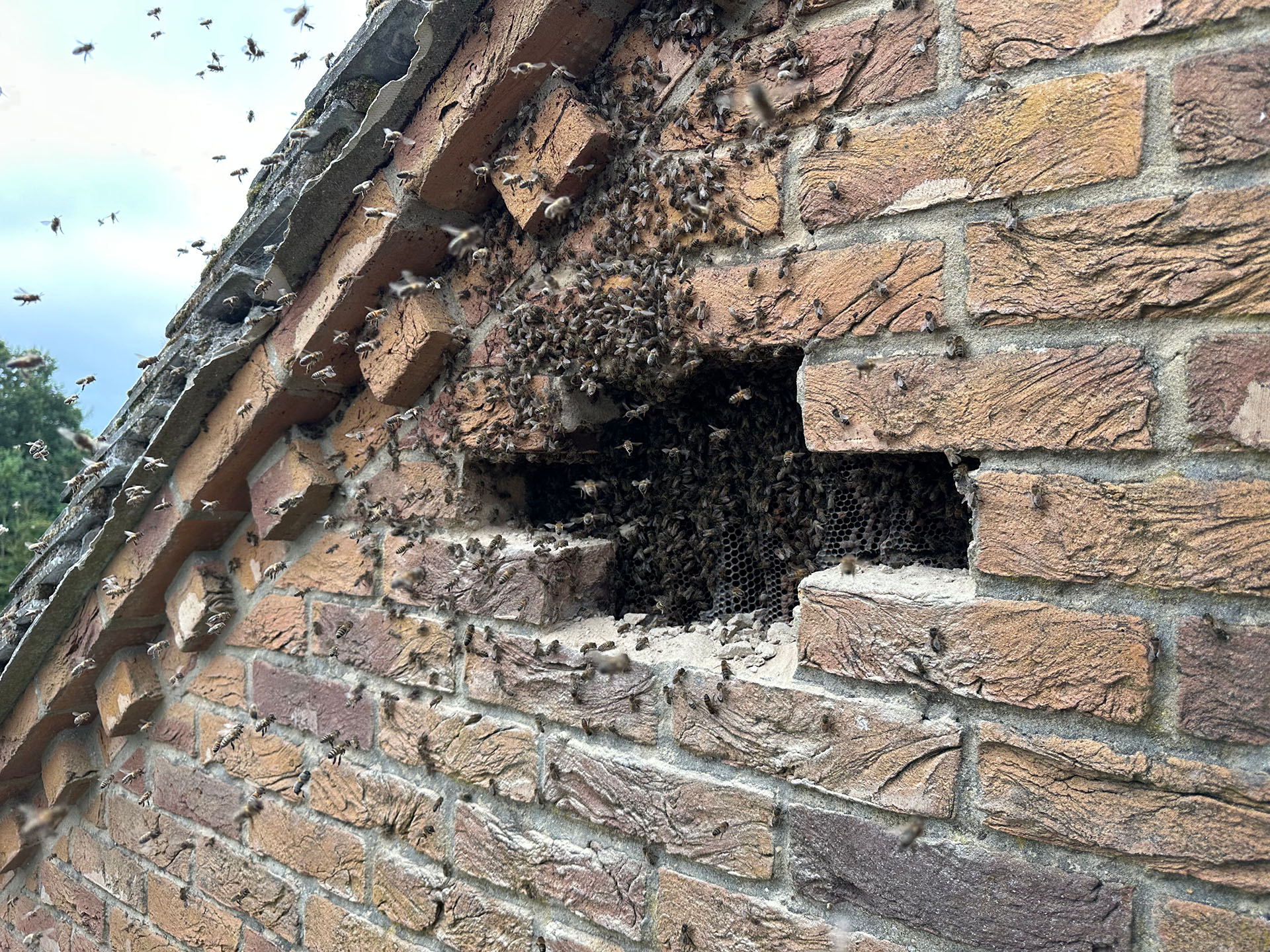 Honeybee colony nesting inside brick wall cavity with visible honeycomb structure. What To Do If Bees Nest In Your Property.