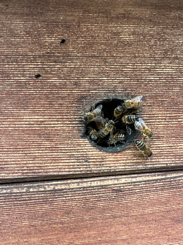 Honeybees entering small hole in wooden structure showing active nest entrance. What To Do If Bees Nest In Your Property
