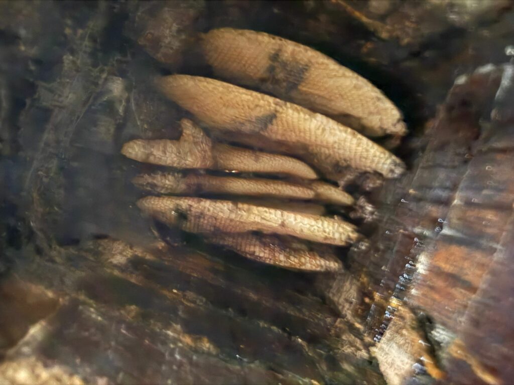 Deep honeycomb formations discovered inside chimney flue during internal bee colony inspection and clearance works in Northamptonshire
