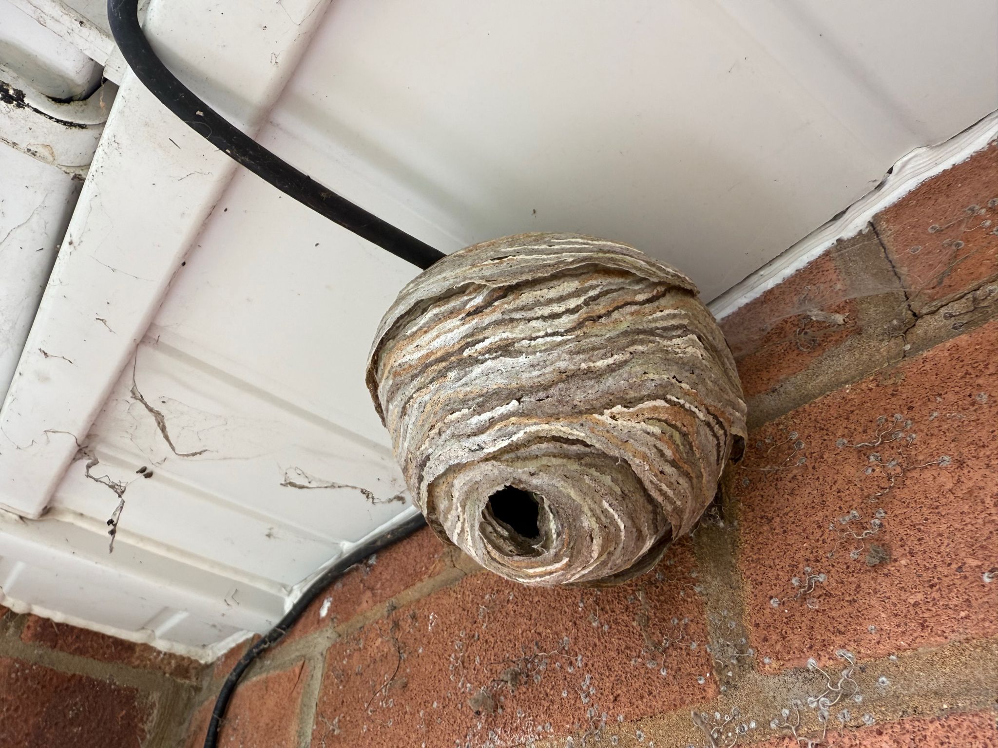 Early-stage wasp nest attached beneath roof soffit showing typical papery layered structure and entrance hole
