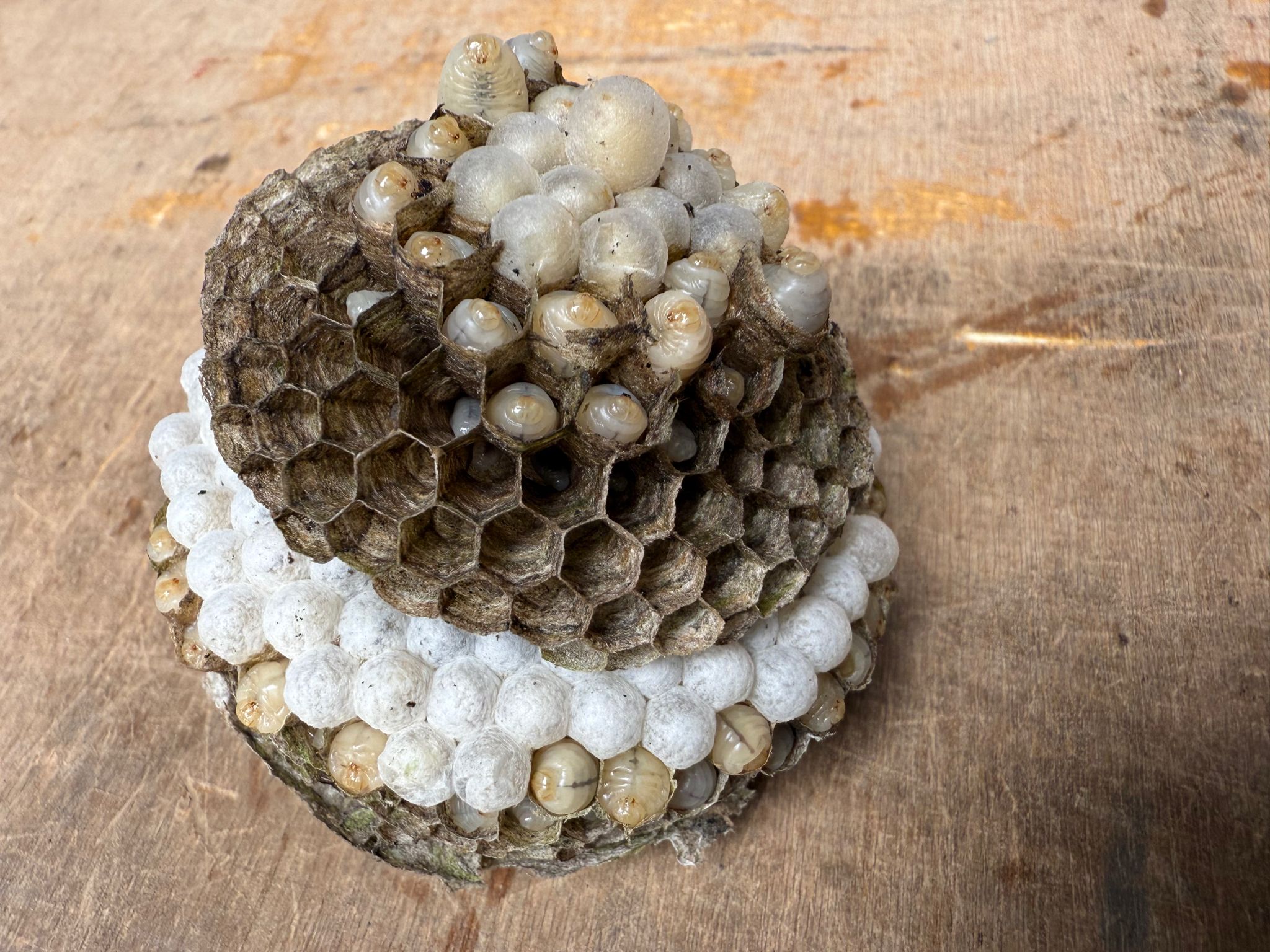 Close-up of developing wasp nest cells and larvae inside an active seasonal wasp colony