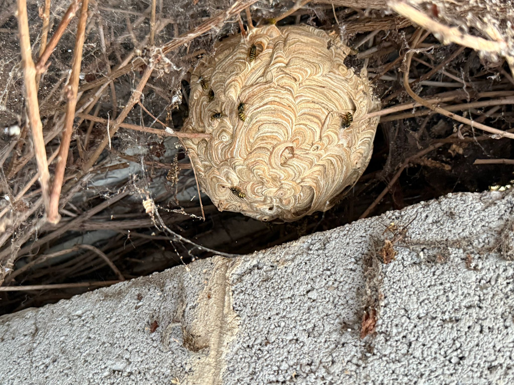 Active wasp nest hidden within dense roofline vegetation showing visible worker wasp activity