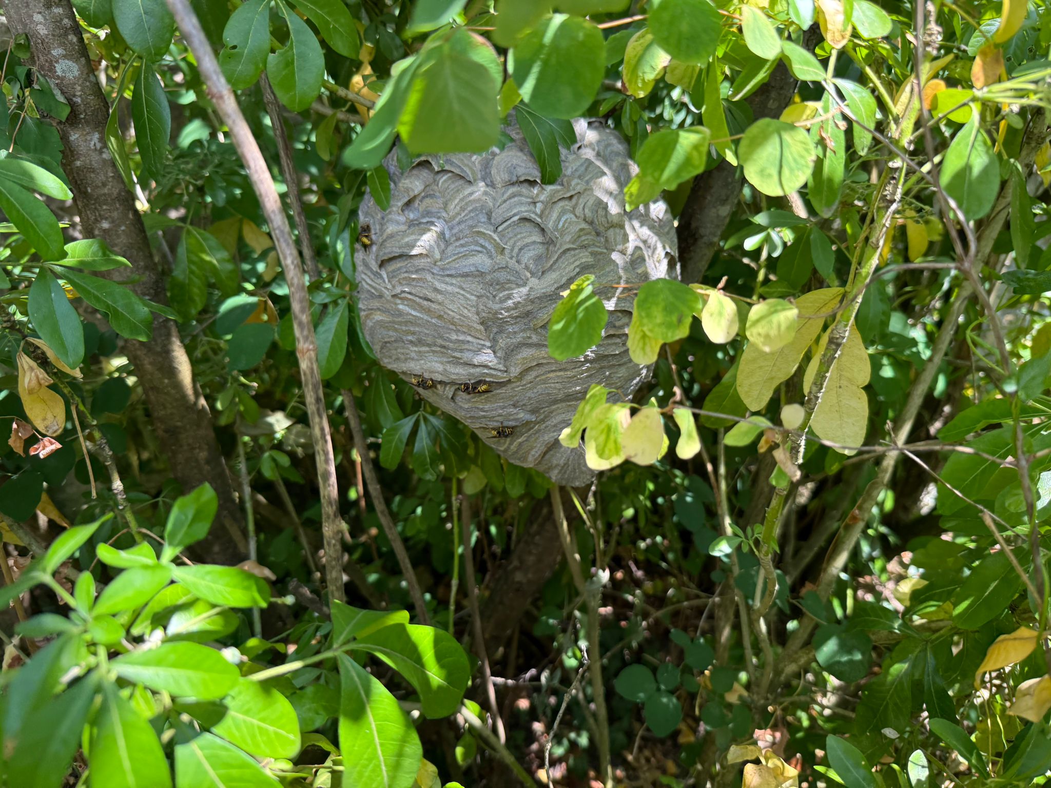 Large active wasp nest concealed inside garden hedge with multiple wasps entering and exiting the nest