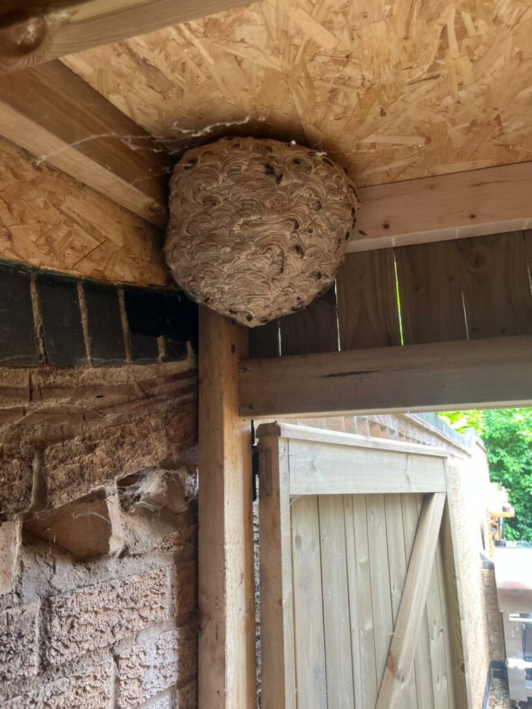 Mature wasp nest built inside timber garden outbuilding roof corner showing typical layered paper construction