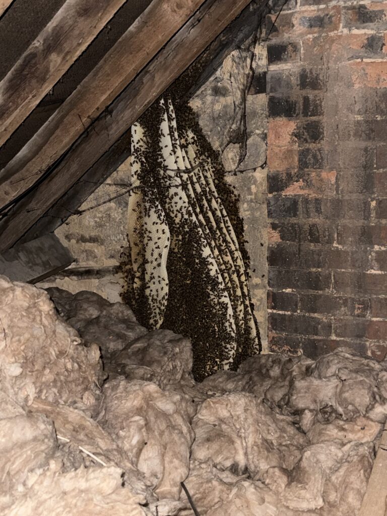 Large established honeybee colony attached inside a loft roof space