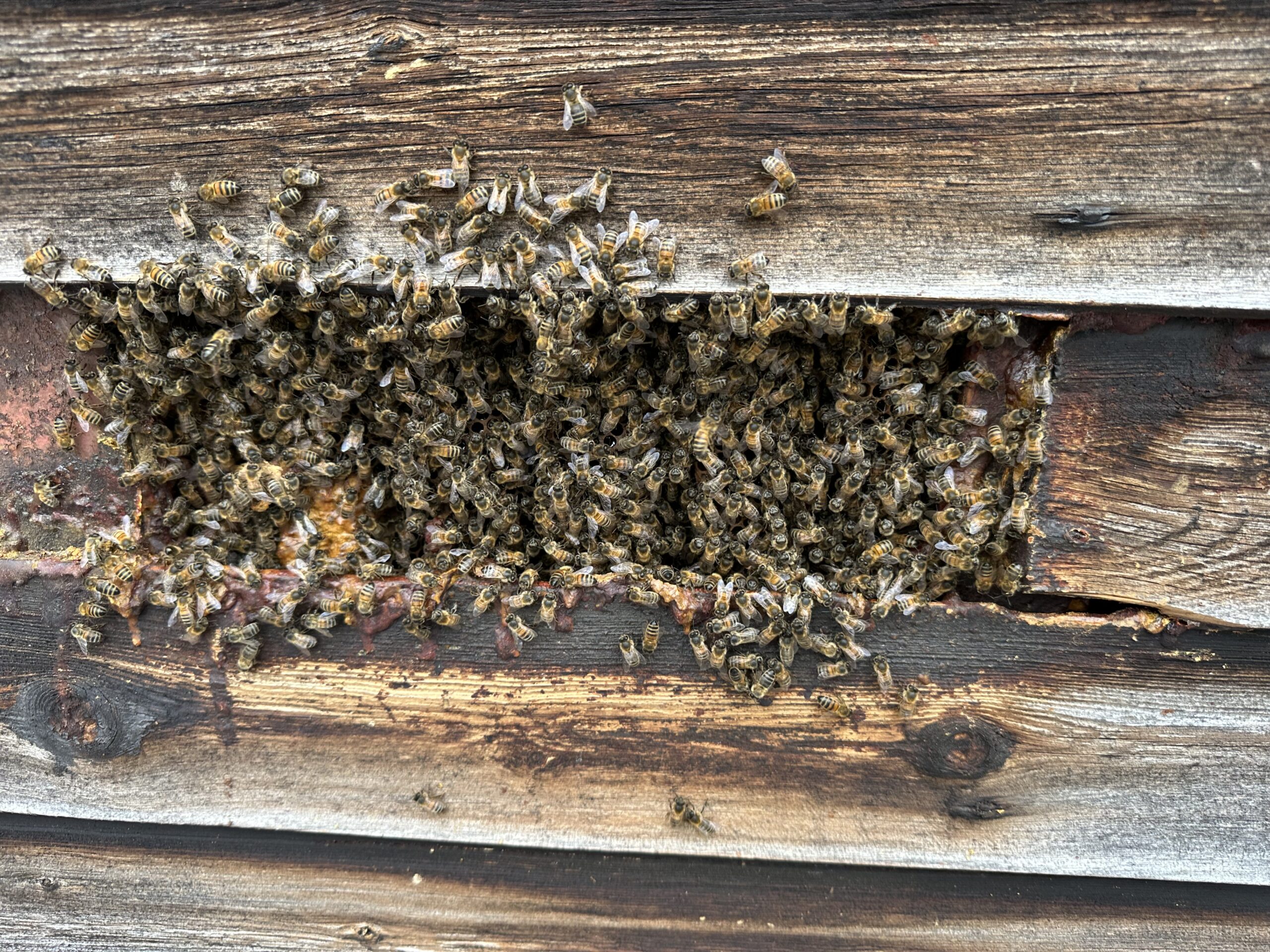 Honeybees entering roof timbers through a gap in wooden fascia boards