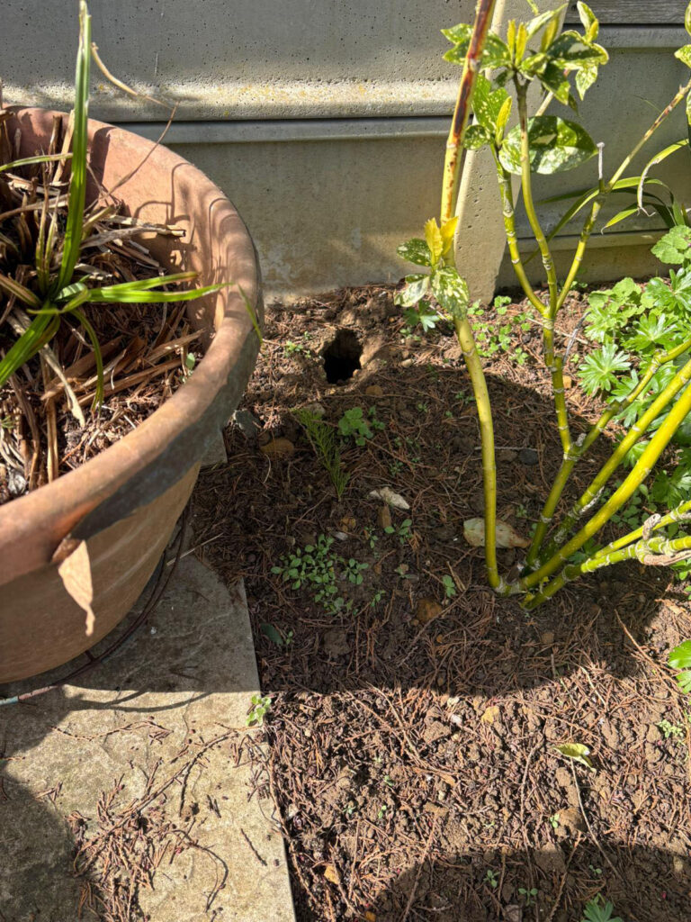 Rat burrow along a garden boundary providing access between neighbouring residential properties.