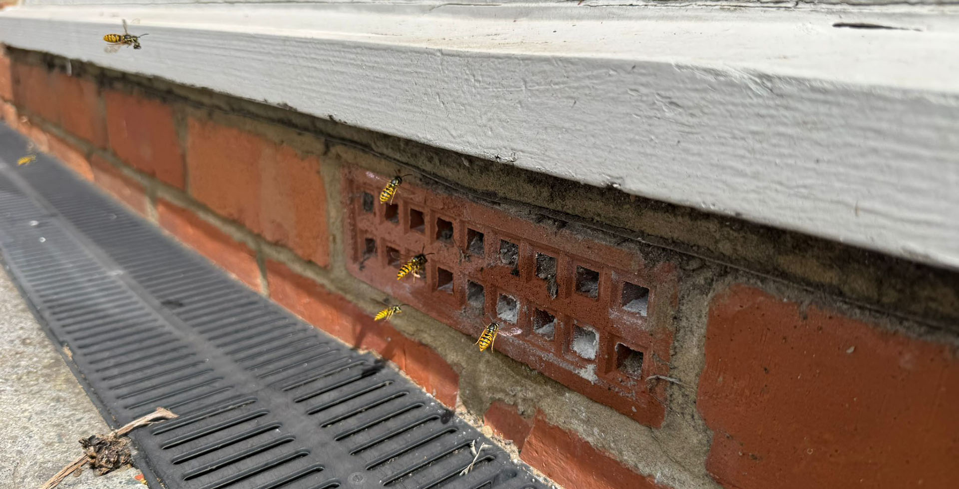 Wasps entering an unprotected air brick through a potential pest access point
