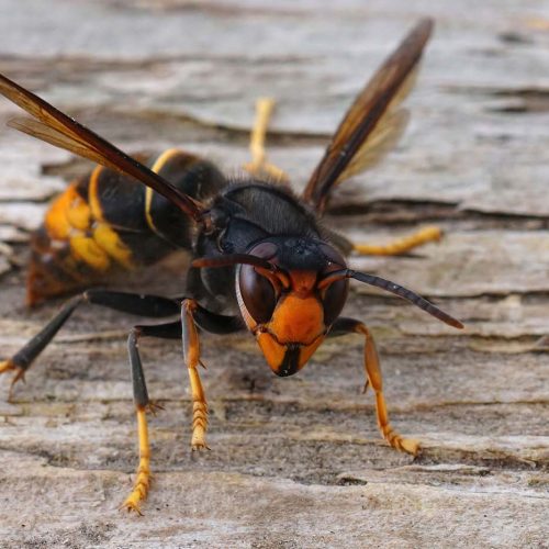 Asian Hornets and the Danger to our Honey Bees - A Growing Concern for the UK 2