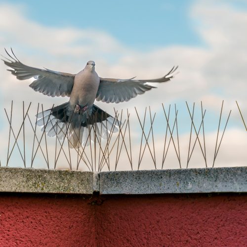 Bird Proofing for Commercial Premises this image shows a roof top wall with bird proofing spikes and a pigeon being prevented from landing