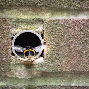 Bumble Bee Removal and Advice this image shows a bumble bee flying into a weep hole in a house