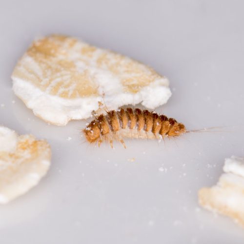 Carpet Beetle Pest Control Services 2