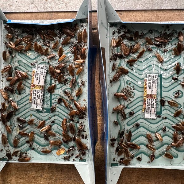 Cockroach Infestation in a Northampton Student Property - this image shows two cockroach traps with lots of cockroaches in them