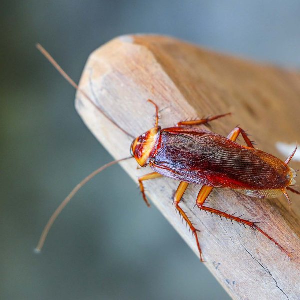 Cockroach Questions Answered image shows a German Cockroach on a wooden chopping board
