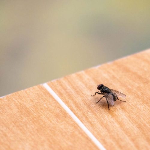 Fly Pest Control Services this image shows a common house fly on a table
