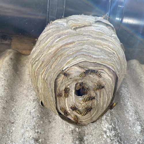 How Long Do Wasps Live