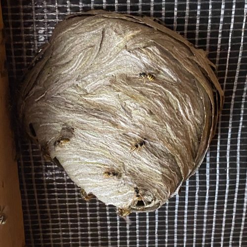 How Long Do Wasps Live 2