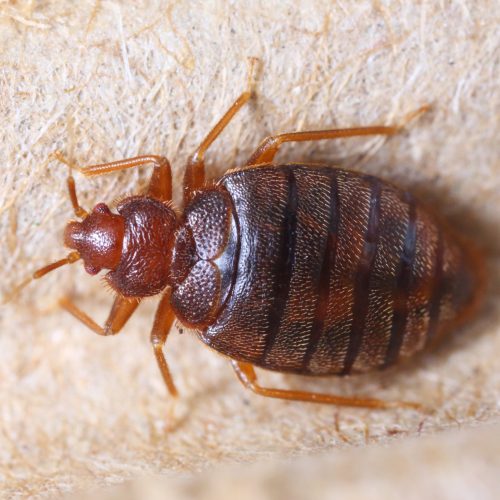 How to Spot Bedbugs