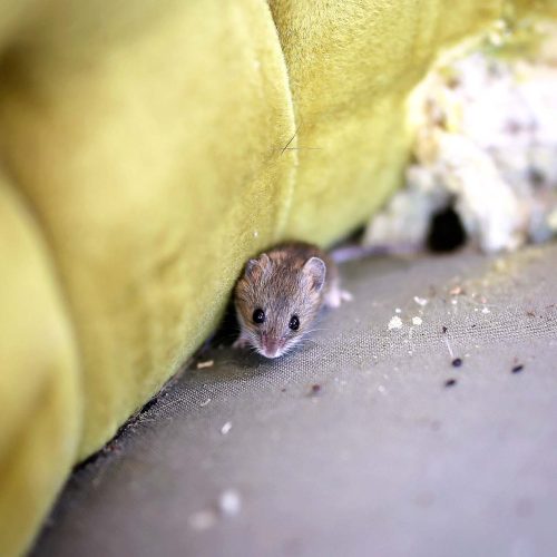 Mice FAQs this image shows a mouse on an old sofa