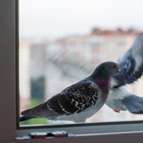 this image shows pigeons on an office window ledge