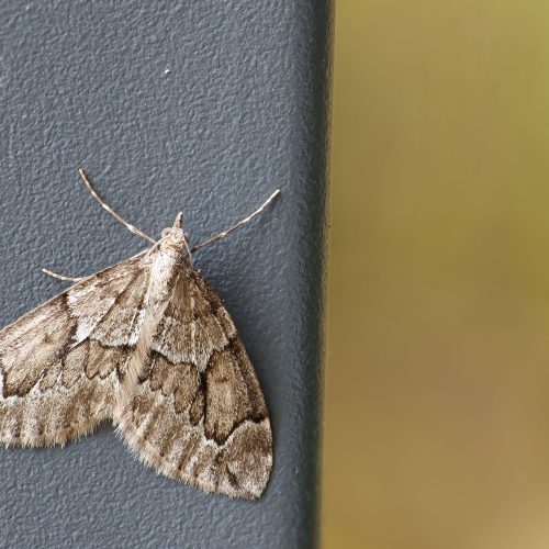 Moth Pest Control Services this image shows an adult moth on a widnow frame