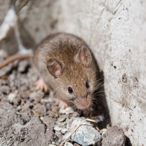 Mouse Pest Control in Silverstone