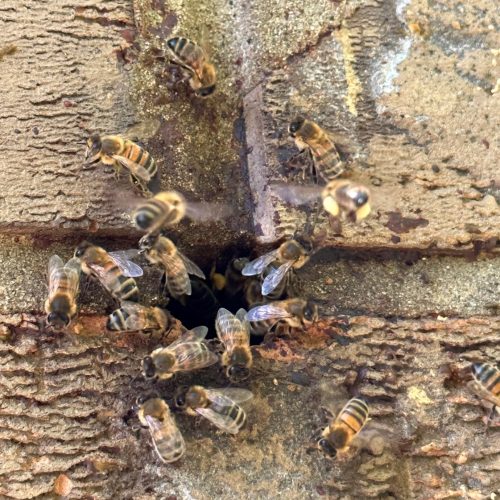 Northampton Honey Bee Removal
