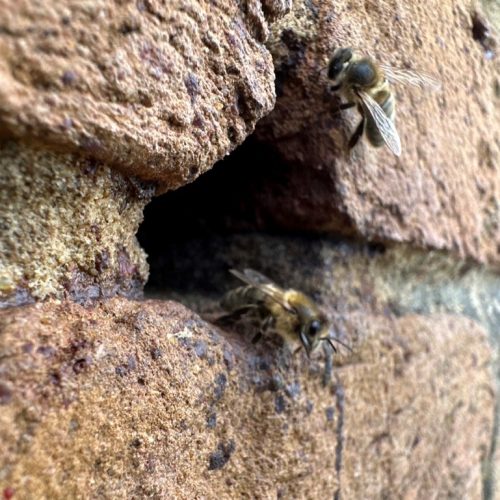 Pest Control In Rented Properties - This gap in the bricks allowed bees to make a nest in the wall