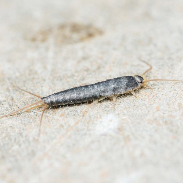 Silverfish Pest Control Silverfish Pest Control this image shows a silverfish on a paper background