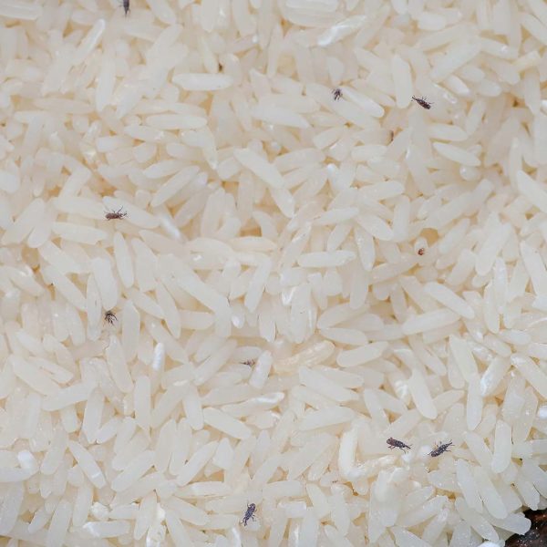 Stored Product Insect Control the imnage shows rice with insects in it